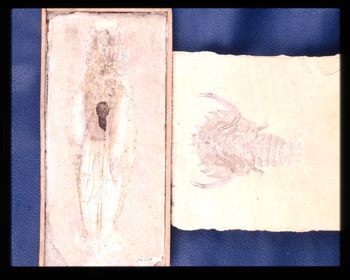 Media type: image;   Invertebrate Paleontology 106092 Description: from photo sessions for Rarest of the Rare but not published in the book;